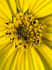 Lasioglossum leucopus