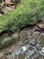 Bothrops atrox