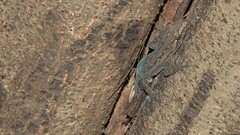 Hemidactylus leschenaultii