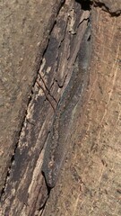 Hemidactylus leschenaultii