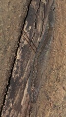 Hemidactylus leschenaultii