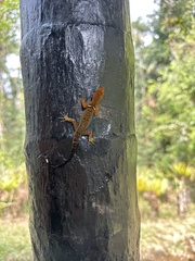 Gonatodes concinnatus