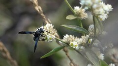 Allorhynchium argentatum