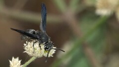 Allorhynchium argentatum