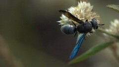 Allorhynchium argentatum