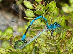 Coenagrion puella