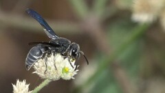 Allorhynchium argentatum