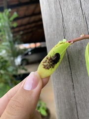 Antiteuchus tripterus