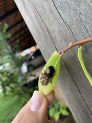 Antiteuchus tripterus