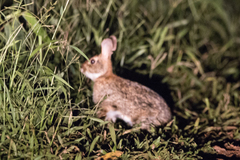 Sylvilagus brasiliensis