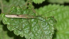 Leptocorisa acuta