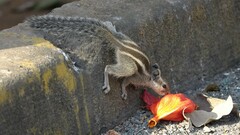 Funambulus pennantii