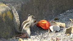 Funambulus pennantii