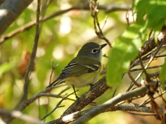Vireo cassinii lucasanus