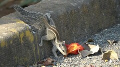 Funambulus pennantii