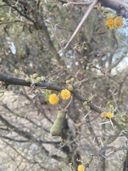 Vachellia pennatula