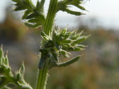 Salsola squarrosa