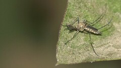 Armigeres subalbatus