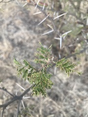 Vachellia pennatula