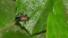 Homoeoxipha lycoides