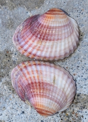 Cerastoderma glaucum