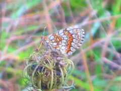 Melitaea deione
