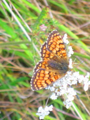 Melitaea deione