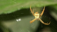 Argiope versicolor