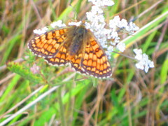 Melitaea deione