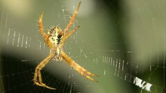 Argiope versicolor