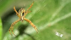 Argiope versicolor