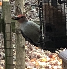 Melanerpes carolinus