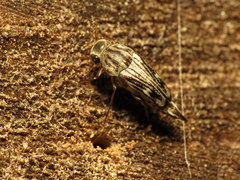 Tomoxia lineella