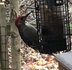 Melanerpes carolinus