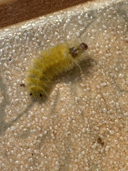 Lophocampa