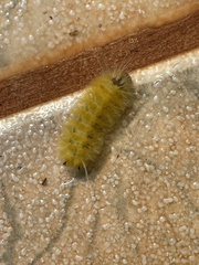 Lophocampa