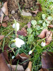 Galanthus