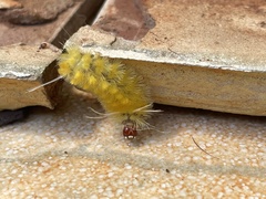 Lophocampa