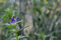 Stemodia tetragona