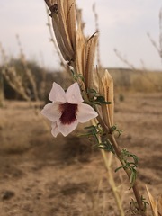 Sesamum triphyllum