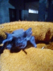 Tadarida brasiliensis