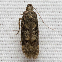 Chionodes thoraceochrella