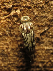 Tomoxia lineella