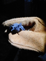 Tadarida brasiliensis