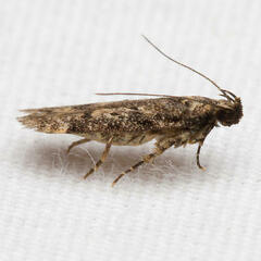 Chionodes thoraceochrella