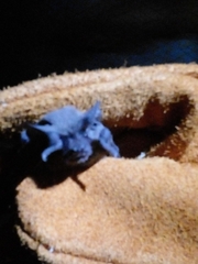 Tadarida brasiliensis