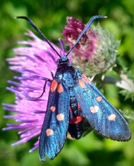 Zygaena ephialtes