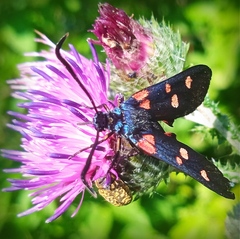 Zygaena ephialtes