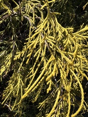 Chamaecyparis pisifera
