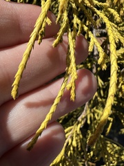 Chamaecyparis pisifera